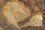 Two Fossil Ginkgo Leaves From North Dakota - Paleocene #189047-1